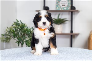 Osiris - Bernedoodle, Mini for sale