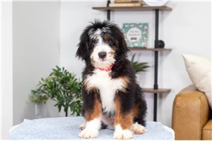 Bow - Bernedoodle, Mini for sale
