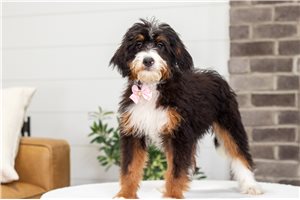 Blanche - Bernedoodle, Mini for sale