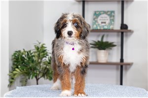 Leah - Bernedoodle, Mini for sale