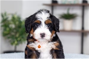 Michi - puppy for sale