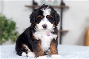 Miley - puppy for sale