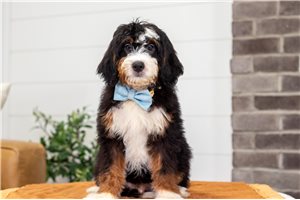 Bart - Mini Bernedoodle for sale