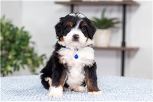 Archer - puppy for sale