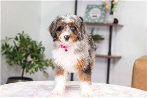 Lily - Bernedoodle, Mini for sale