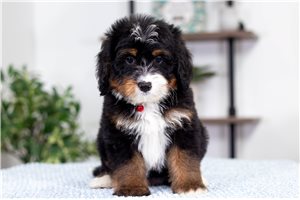Chesapeake - Bernedoodle, Mini for sale