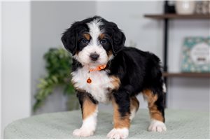 Wally - Bernedoodle, Mini for sale