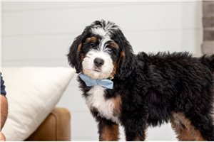 Boston - puppy for sale