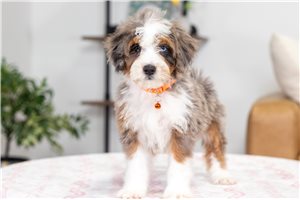 Lydia - Bernedoodle, Mini for sale