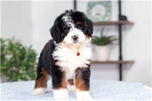 Auzzie - Mini Bernedoodle for sale