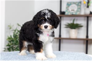 Hannah - Bernedoodle, Mini for sale