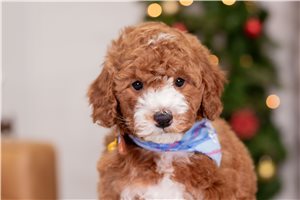 Vernon - puppy for sale