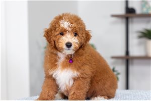 Carrie - Poodle, Miniature for sale