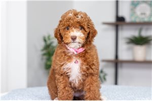 Caitlin - Poodle, Miniature for sale
