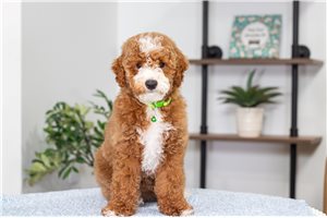 Cece - Poodle, Miniature for sale
