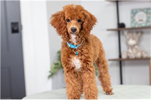 Tulla - Poodle, Miniature for sale