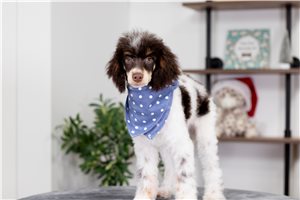 Nathan - Poodle, Miniature for sale