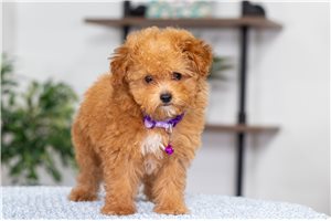 Heidi - Poodle, Miniature for sale