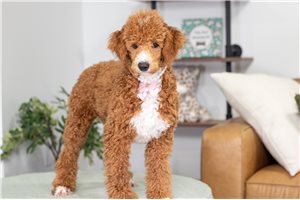 Maddie - Poodle, Miniature for sale