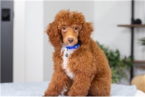Captain - puppy for sale