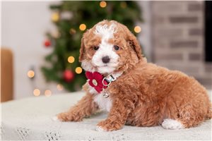 Vanessa - puppy for sale