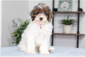 Gianna - Poodle, Miniature for sale