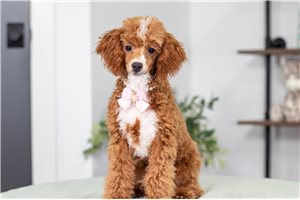 Tammy - Poodle, Miniature for sale