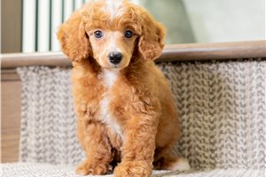 Monty - puppy for sale