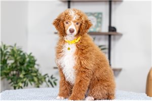 Faith - Poodle, Miniature for sale