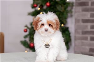 Tiana - Poodle, Miniature for sale