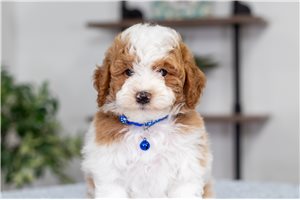 Gaston - Poodle, Miniature for sale
