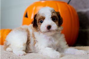 Tasha - puppy for sale