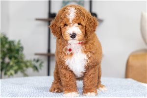Frankie - puppy for sale