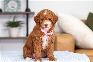 Caitlin - puppy for sale