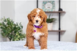 Carrie - puppy for sale
