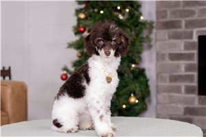 Emma - Poodle, Miniature for sale