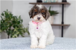 Gianna - puppy for sale