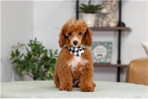 Tyler - Poodle, Miniature for sale