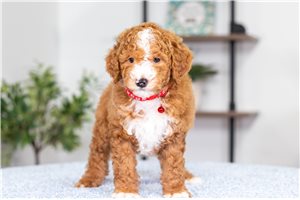 Frankie - Poodle, Miniature for sale