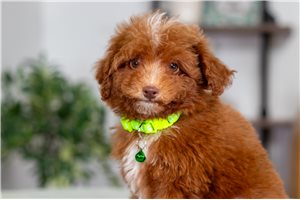 Tony - puppy for sale