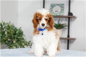 Gaston - Poodle, Miniature for sale