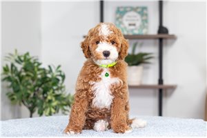 Cece - Poodle, Miniature for sale