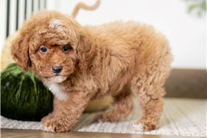 Tori - puppy for sale