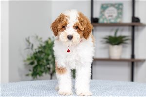 Giles - Poodle, Miniature for sale