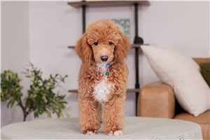 Marlena - Poodle, Miniature for sale