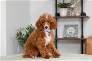 Vail - Poodle, Miniature for sale