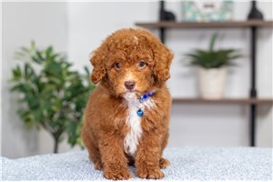 Captain - Poodle, Miniature for sale