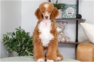 Mona - Poodle, Miniature for sale