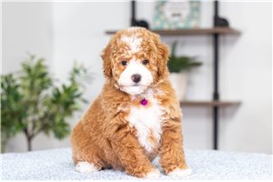 Flora - Miniature Poodle for sale