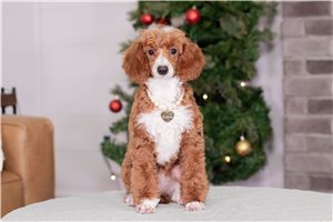 Misty - Poodle, Miniature for sale